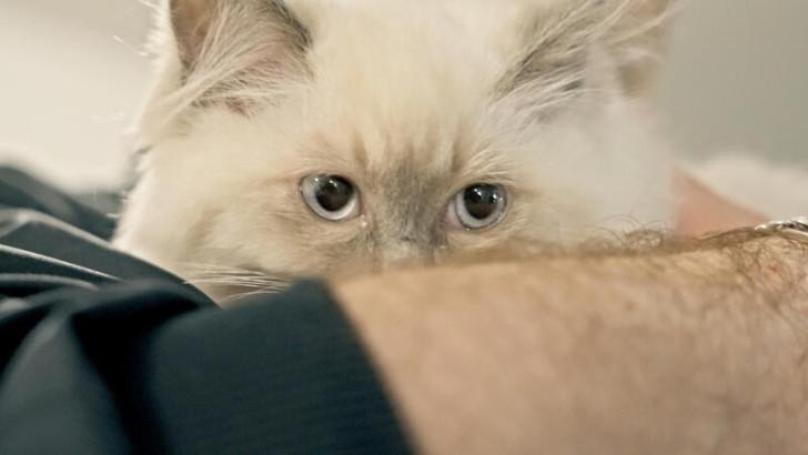 La tête d'un chaton apparait derrière l'avant-bras d'un homme